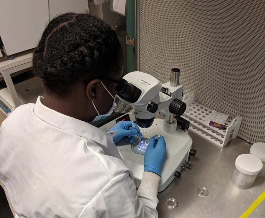 Govie working at a dissecting microscope in a biomedical research lab.